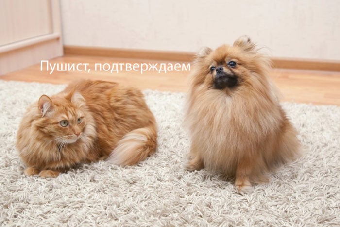 Fluffy rug, RoomLogic.org