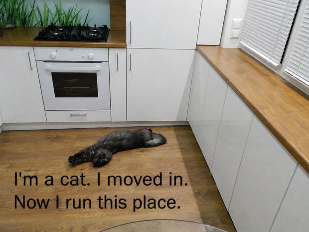 Cat meme in a tiny square kitchen